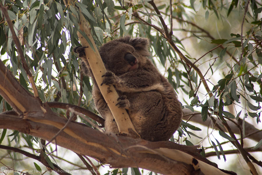 what is australia known for