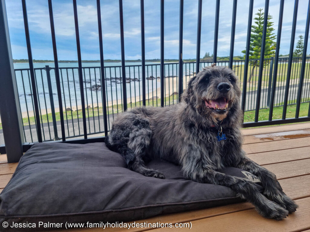 dog friendly caravan park Ballina