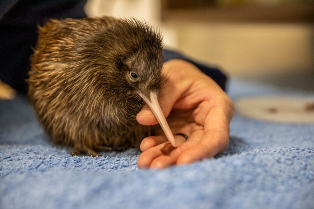 What is New Zealand known for