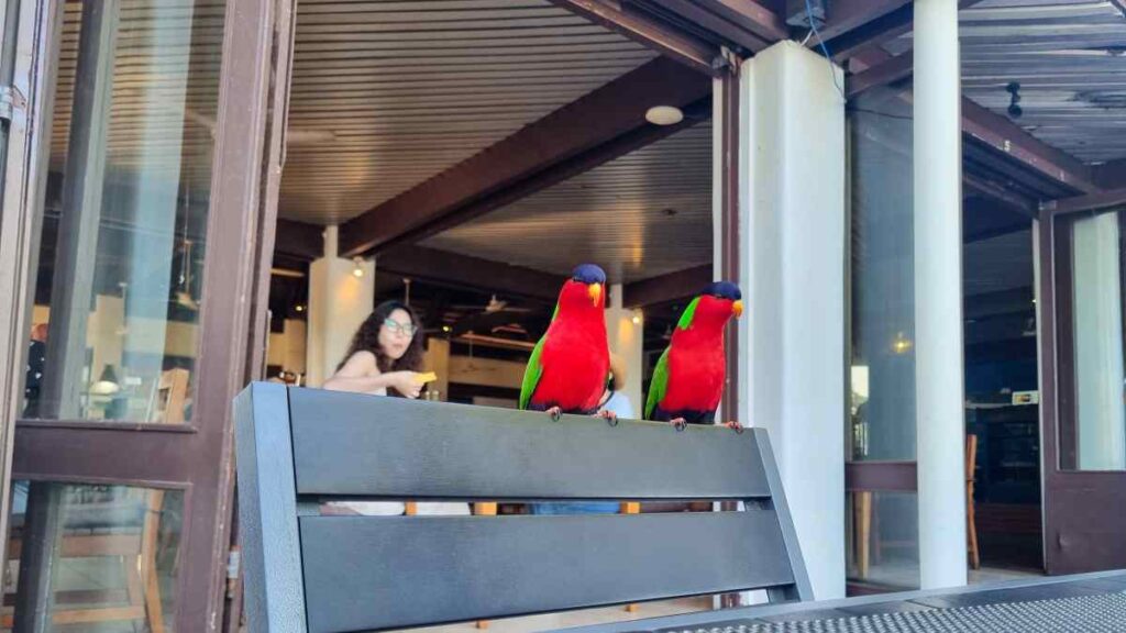 Treasure Island Fiji - Restaurant