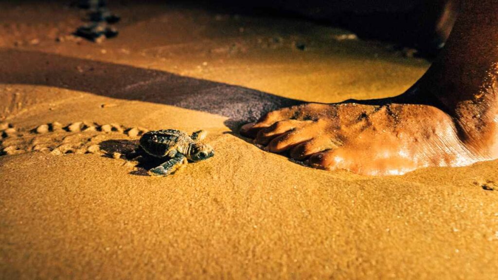 turtle sands turtles at mon repos