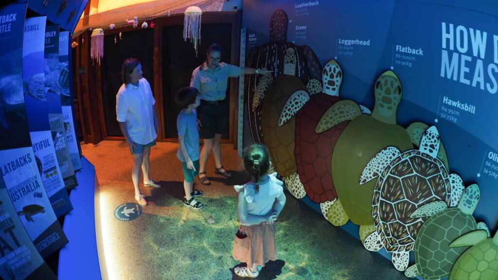 turtle sands turtles at mon repos