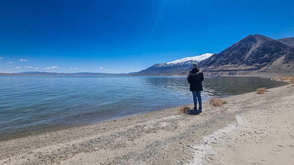 Las Vegas to Reno Free Range Art Highway