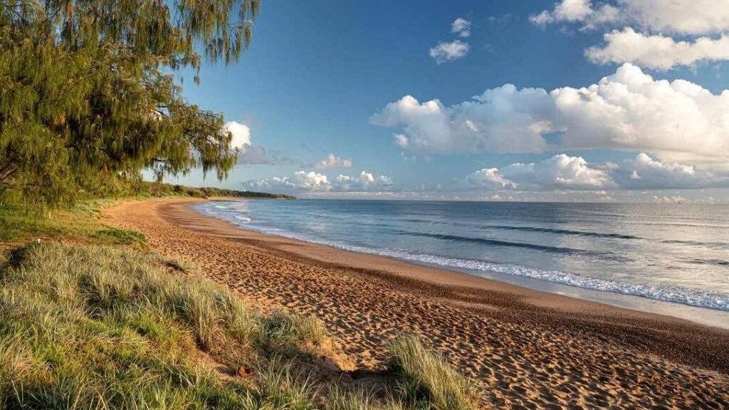 turtle sands turtles at mon repos