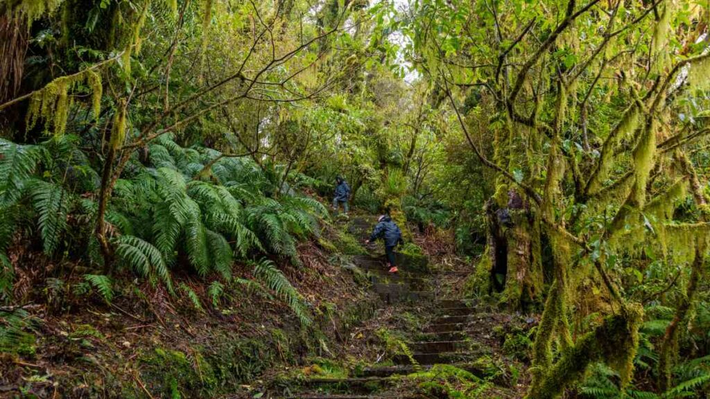 Auckland to New Plymouth
