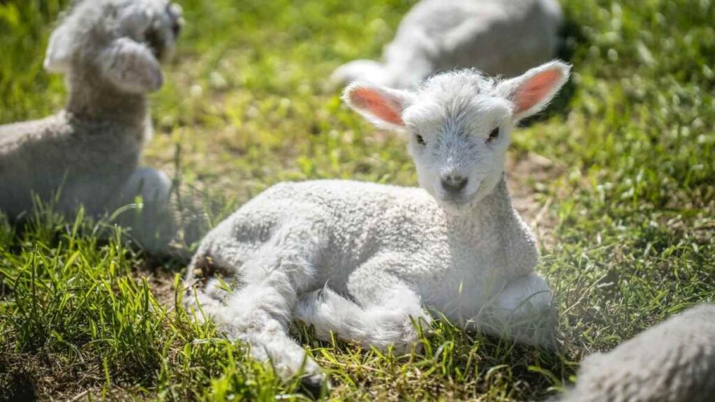 New Zealand family holidays