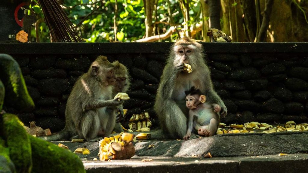 Ubud Monkey Forest
