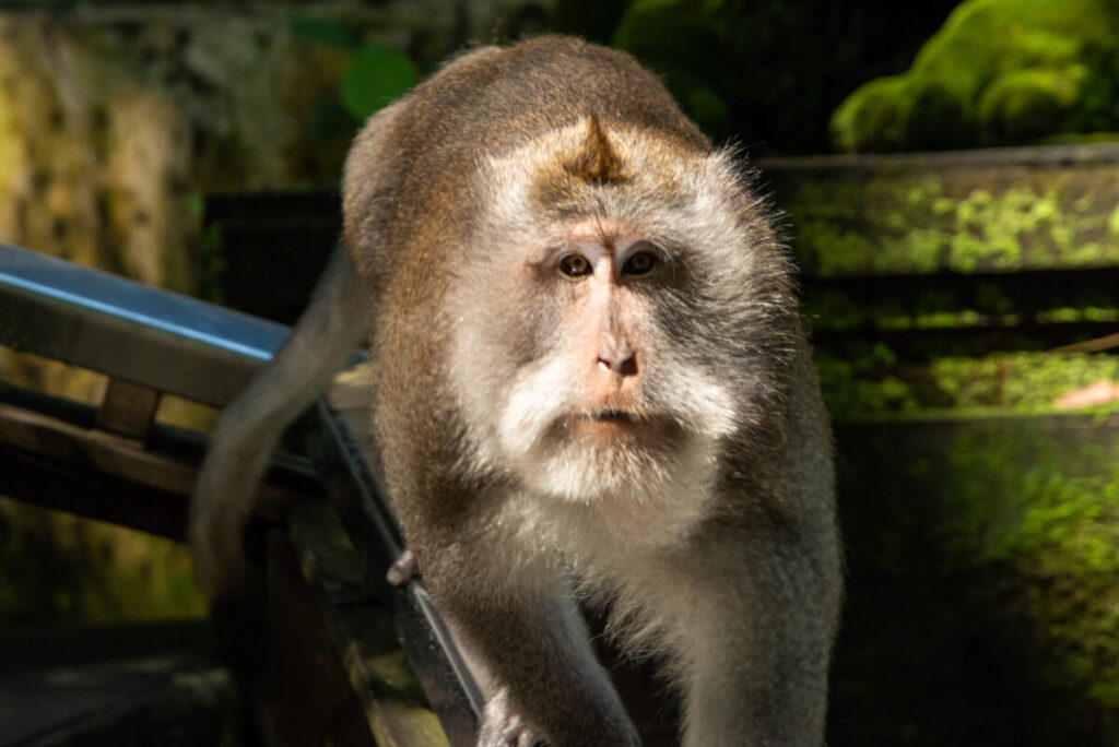 Ubud Monkey Forest