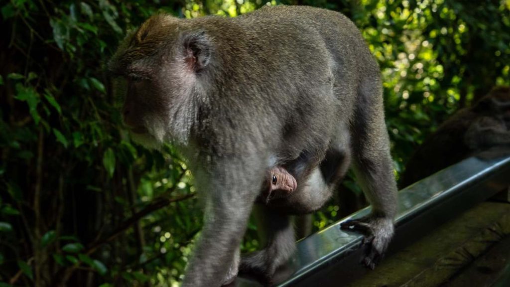 Ubud Monkey Forest