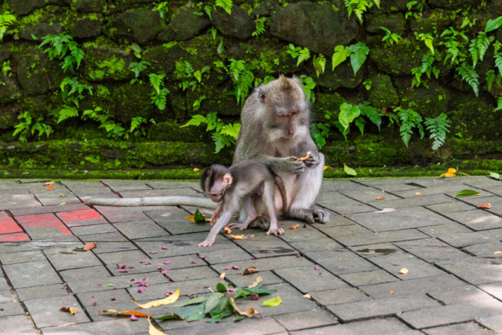 Ubud Monkey Forest